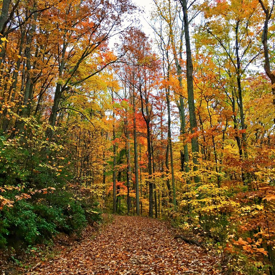 Fall foliage lines a Tennessee State Park trail with vibrant red, orange, and yellow leaves covering the trees and pathway.