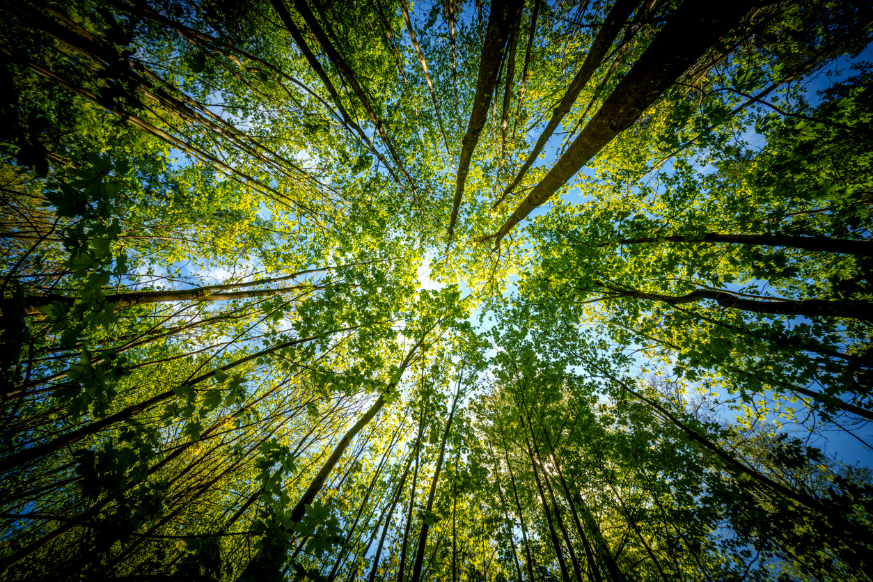 View looking up through tall trees in Tennessee State Park forest during Volunteer Week