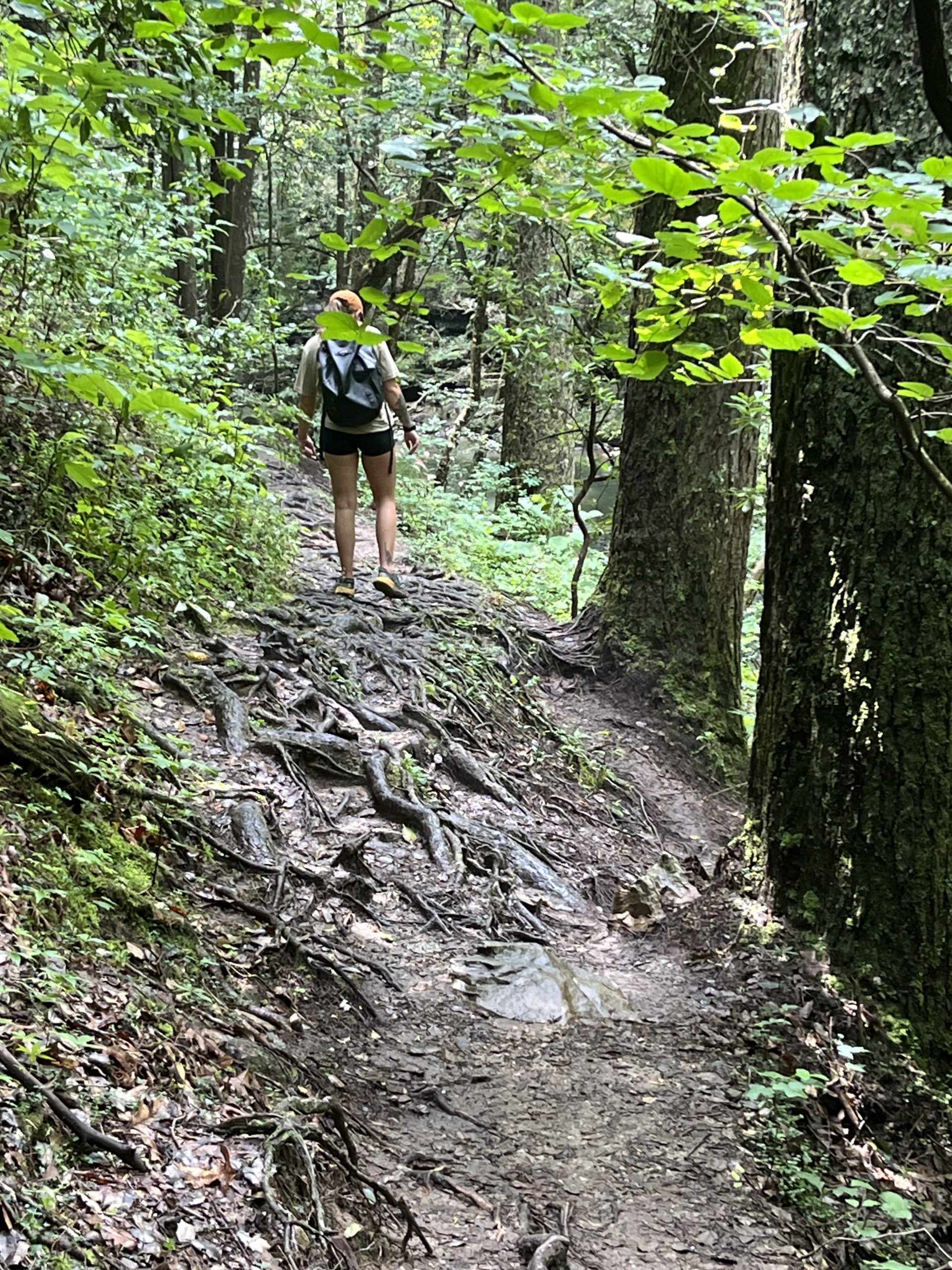 Scenic hiking trail surrounded by forest in South Cumberland State Park, Tennessee State Parks Conservancy Trail Pack campaign