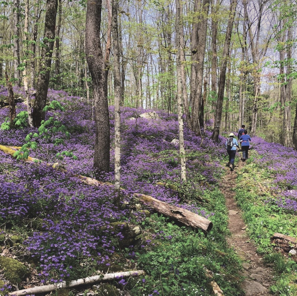 Hikers walking along a Tennessee State Park trail with wildflowers in bloom